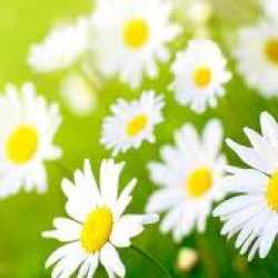 yasemin73