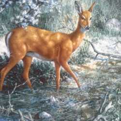sirmacetinkaya