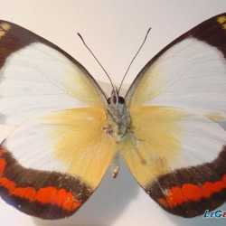 _hatice_
