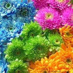 sebnem19