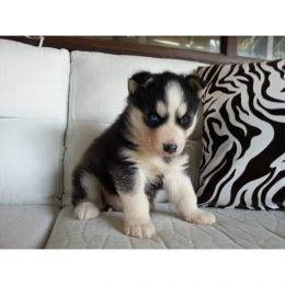 hallo