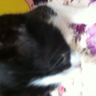 pisi