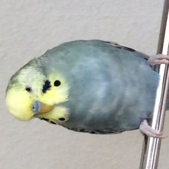 73984
