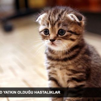 ziyanoglu